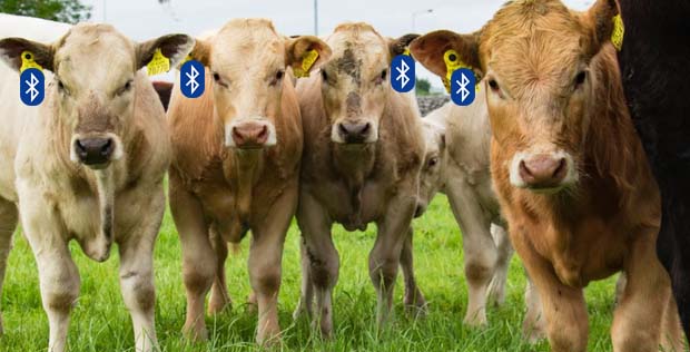 Bluetooth Cows